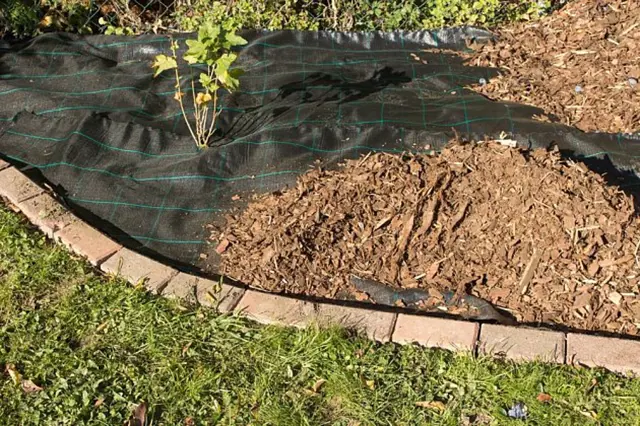 Modrá borůvka rostoucí přes černý textil s dřevěnými štěrky.