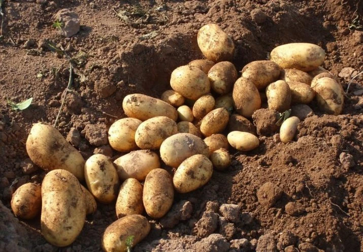Soubor brambor vykopaných z půdy po sklizni.