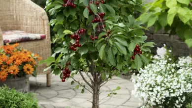 Malá třešeň v květináč s červenými plody na zahradním pozadí.