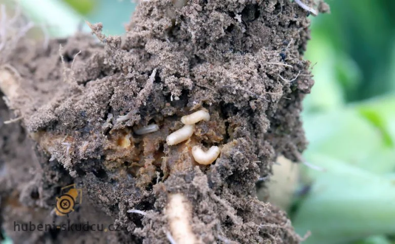 Bílá larva v kořeni cibule poškozeného škůdcem.