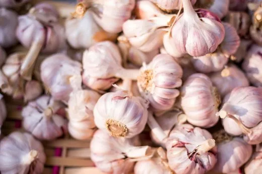 Skládané hlavičky česneku připravené k výsadbě do země.