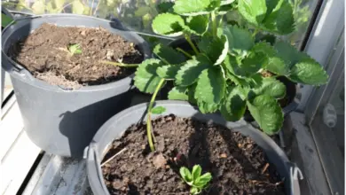 Rostoucí jahody v hrncích na slunci
