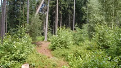 Cesta prochází hustým porostem bříz s vysokými stromy.