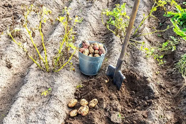 Nově vykopané brambory v kbelíku vedle zahradního motyku.