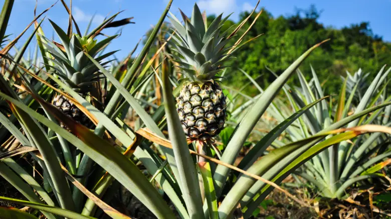 Zralý ananas rostoucí na rostlině v zahradě.