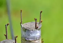 Detail roubování třešní s výhonky na vázce.