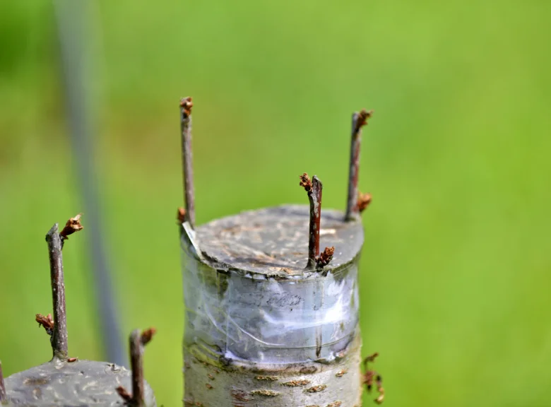 Detail roubování třešní s výhonky na vázce.