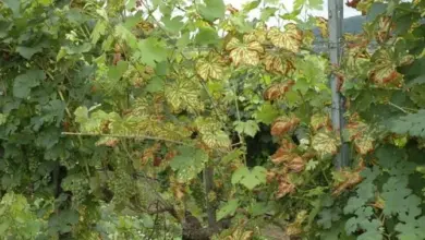 Grapevine leaves with disease symptoms