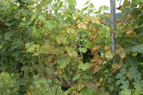 Grapevine leaves with disease symptoms