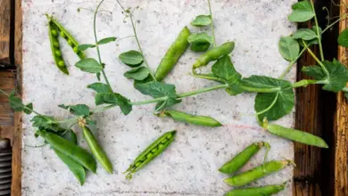 Fresh pea pods and vines