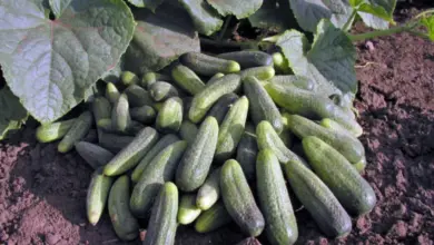 Skládka zelených partenokarpických okurek na zemi pod listím.