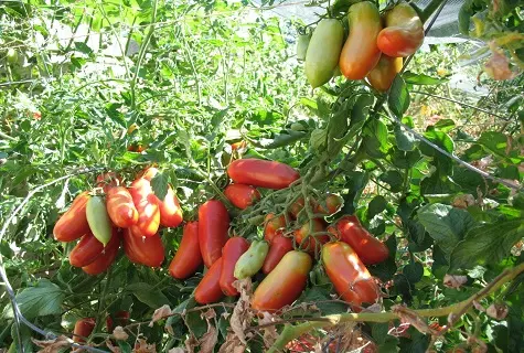 Rajče San Marzano rostoucí na keři v zahradě.