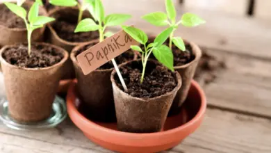 Malé sazenice papriky v hrnečcích s jmenovkou Paprika.