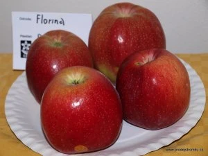 Čtyři červená jablka odrůdy Florina na bílé talířku.