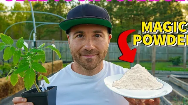 Muž drží sazenku rajčete a talíř kostní moučky venku.