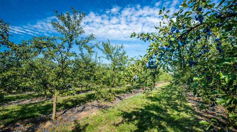 Rostoucí švestky na stromech v ovocné sadu pod modrou oblohou.