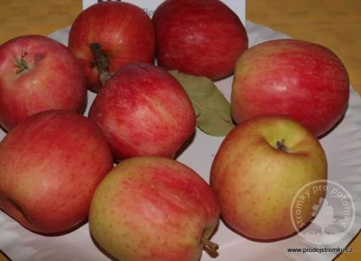 Červená jablka na bílé podložce pro článek o zimních odrůdách.