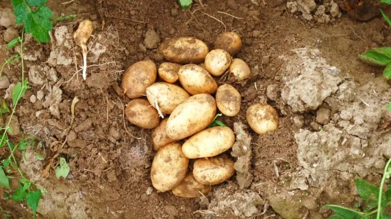Svěže vykopané brambory ležící na zemi v zahradě.