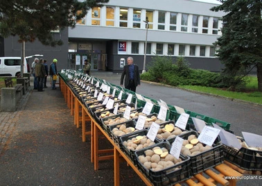 Výstava brambor v krabicích na venkovním trhu s označenými odrůdami.