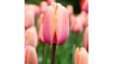 Růžová tulipánová květina v plném rozkvětu na pozadí zelené trávy.
