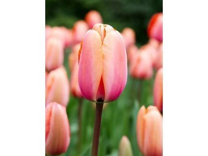 Růžová tulipánová květina v plném rozkvětu na pozadí zelené trávy.