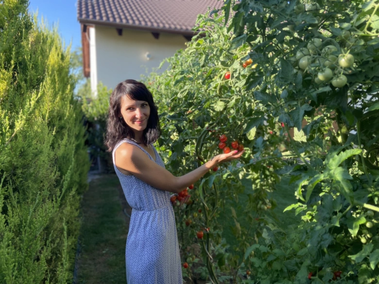 Žena stojí mezi rajčatovými keři s červenými i zelenými plody.