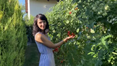 Žena stojí mezi rajčatovými keři s červenými i zelenými plody.