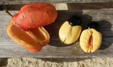 Otevřené ovoce ackee s červenými semeny a černými jádry na dřevě.