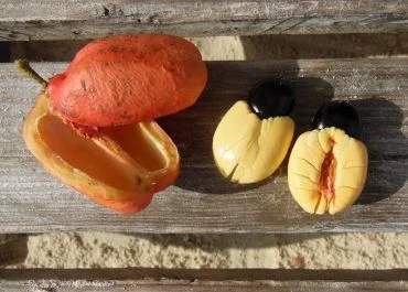 Otevřené ovoce ackee s červenými semeny a černými jádry na dřevě.