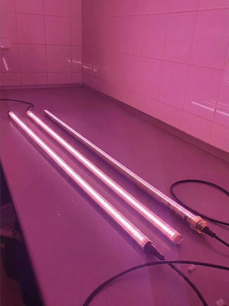 Tři růžové LED lampy pro osvětlení sazenic paprik na stole.