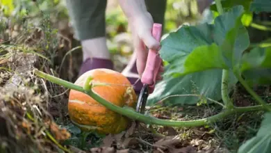 Sklizeň zralé máslové dýně seřezáním ze lnu v zahradě.