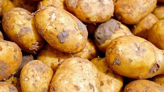 Sklizené žluté brambory s přichycenou zemí.