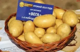 Koš s bramborami odrůdy Vega na papíru.