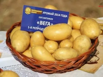 Koš s bramborami odrůdy Vega na papíru.