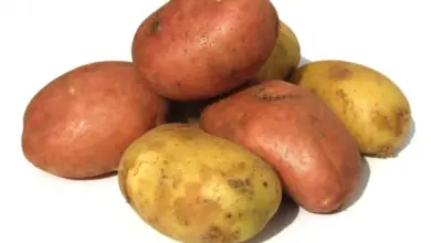 Skládka červených i žlutých brambor na bílém pozadí.