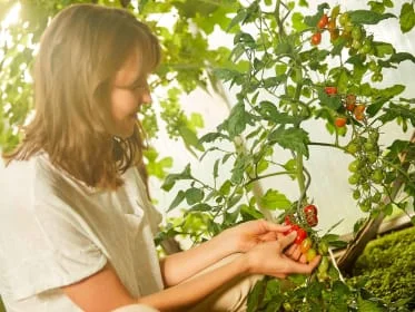 Žena sbírá malá rajčata z rostliny v zahradě.