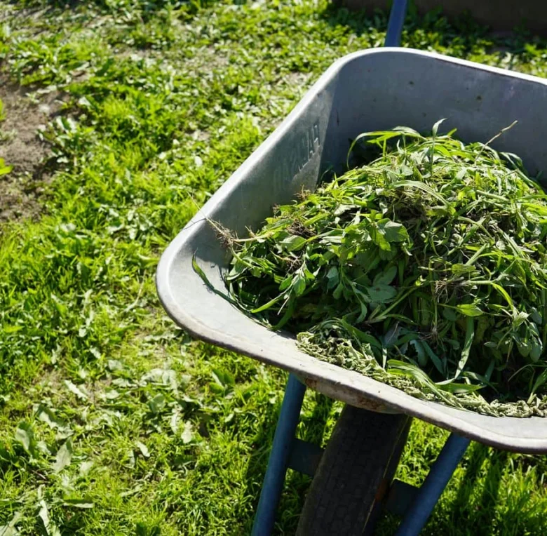 Kočár s vytaženými pleveli na jahodové plantaci.