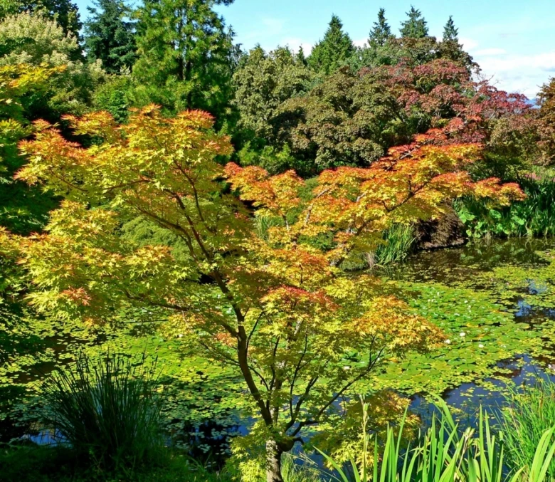 Japonský javor s podzimními listy u jezera