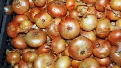Skládané cibule Stuttgart v plastovém koši po sklizni.