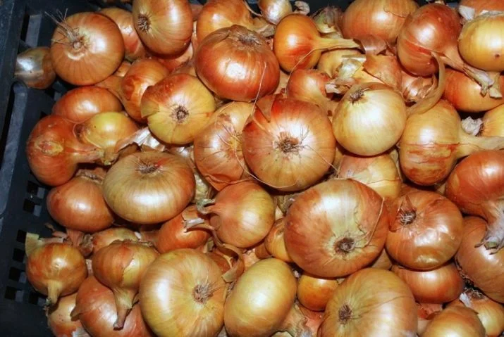 Skládané cibule Stuttgart v plastovém koši po sklizni.