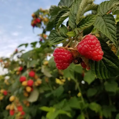 Čerstvé červené maliny rostoucí na keři v zahradě.