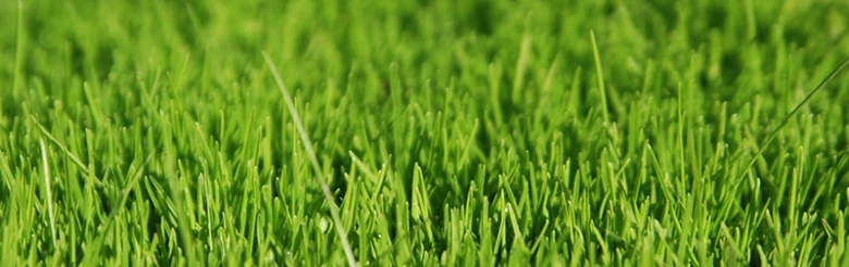 Green grass lawn