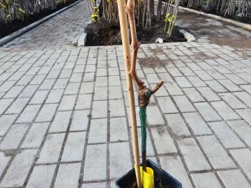 Dvě dřevěné podpory pro mladé vinnou révu na dlažbě.
