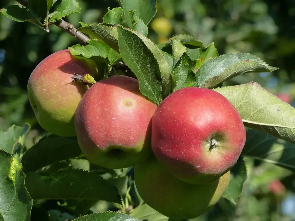 Tři červená jablka visí na větvi mezi zelenými listy.
