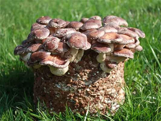 Houby Shiitake rostoucí z bloku na trávníku.