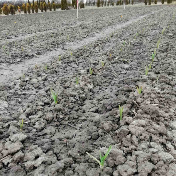Mladé cibulové řapíky rostoucí v poli s připravenou půdou.
