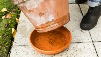 Terracotta pot and saucer