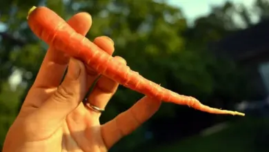 Čerstvá mrkev držená v ruce na pozadí zahrady.