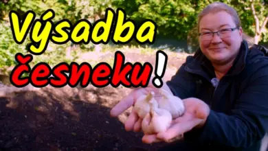 Člověk drží čerstvé hlávky česneku v zahradě.