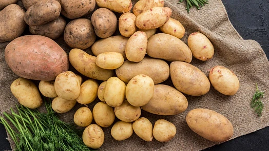 Různé druhy brambor na hnědém plátnu s bylinkami
